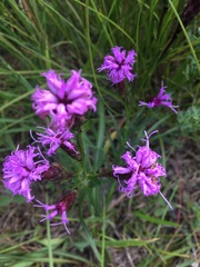 Liatris cylindracea
