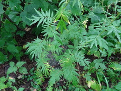 Descurainia tanacetifolia