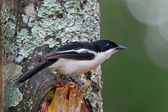 Tropical Boubou photo 3