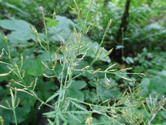 Descurainia tanacetifolia