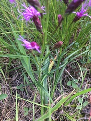 Liatris cylindracea