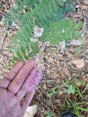 Mimosa dysocarpa