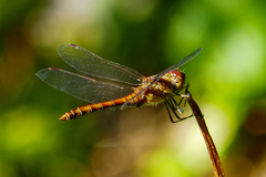 Odonata