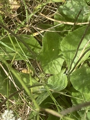 Plantago