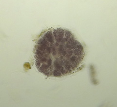 Lamprocystis