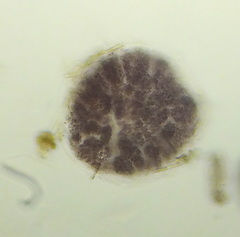 Lamprocystis