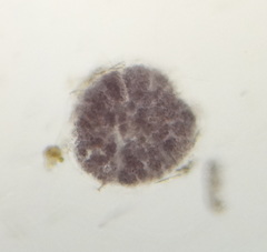 Lamprocystis
