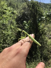 Mantis religiosa