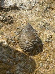 Nucella lapillus