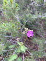 Mirabilis linearis decipiens