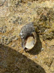 Nucella lapillus