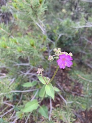 Mirabilis linearis decipiens