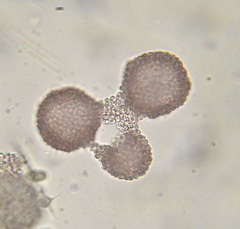 Lamprocystis