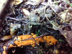 Hypomyces armeniacus