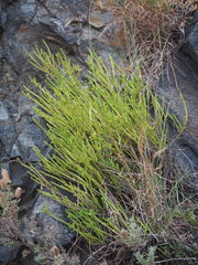 Juniperus turbinata