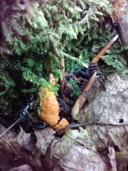 Hypomyces armeniacus