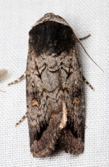 Proteuxoa restituta