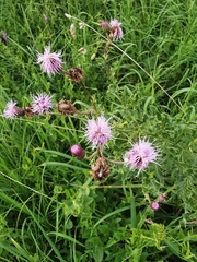 Cirsium arvense