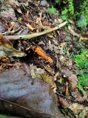 Hypomyces armeniacus