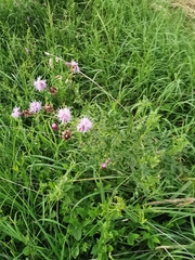 Cirsium arvense