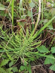 Equisetum arvense