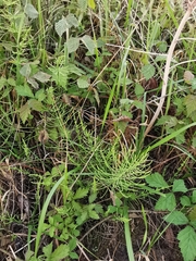 Equisetum arvense