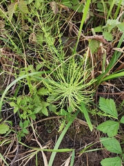 Equisetum arvense