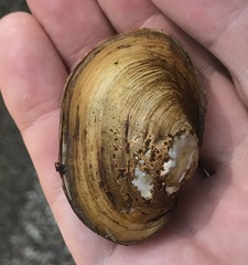 Atlanticoncha ochracea