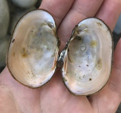 Atlanticoncha ochracea