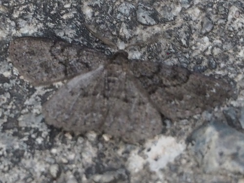 Selidosema taeniolaria