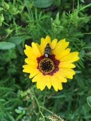 Copestylum tamaulipanum