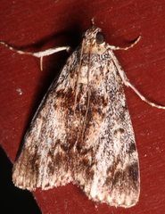 Enchesphora recurvalis