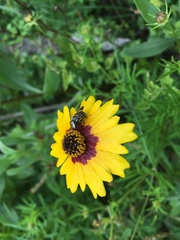 Copestylum tamaulipanum