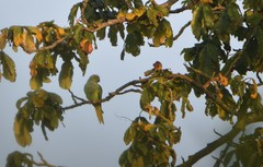 Psittacula krameri