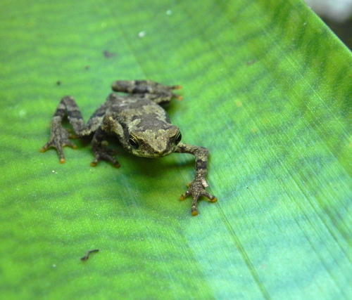 Coastal Tree Toad, Dendrophryniscus brevipollicatus