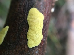 Trichoderma victoriense