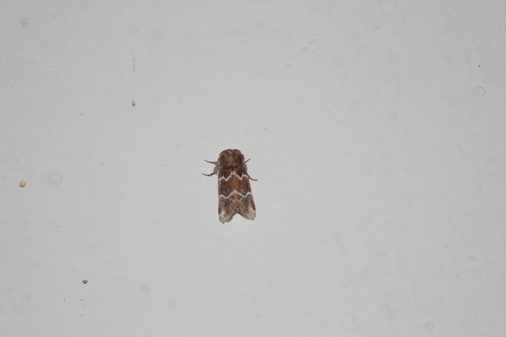 Nacopa bistrigata