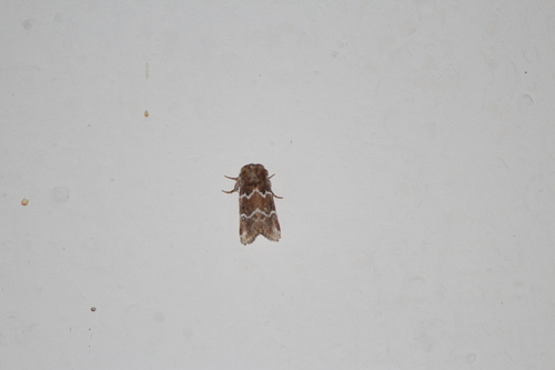 Nacopa bistrigata