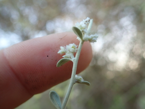 Ouret coriacea image