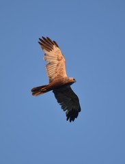 Circus aeruginosus