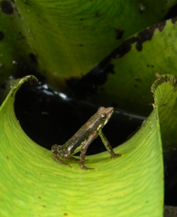 Coastal Tree Toad photo 3