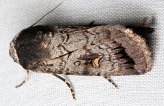 Proteuxoa restituta