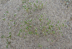 Eremocarya micrantha