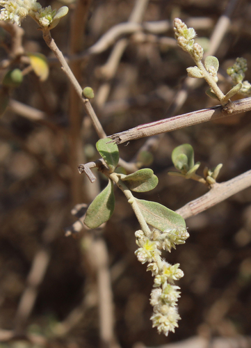 Ouret coriacea image