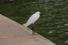 Egretta thula