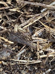 Platorchestia platensis