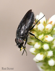 Cosmina fuscipennis