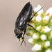 Cosmina fuscipennis - Photo (c) Marie Delport, some rights reserved (CC BY-NC), uploaded by Marie Delport