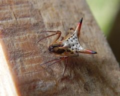 Micrathena annulata