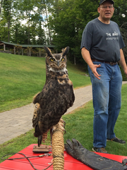 Bubo